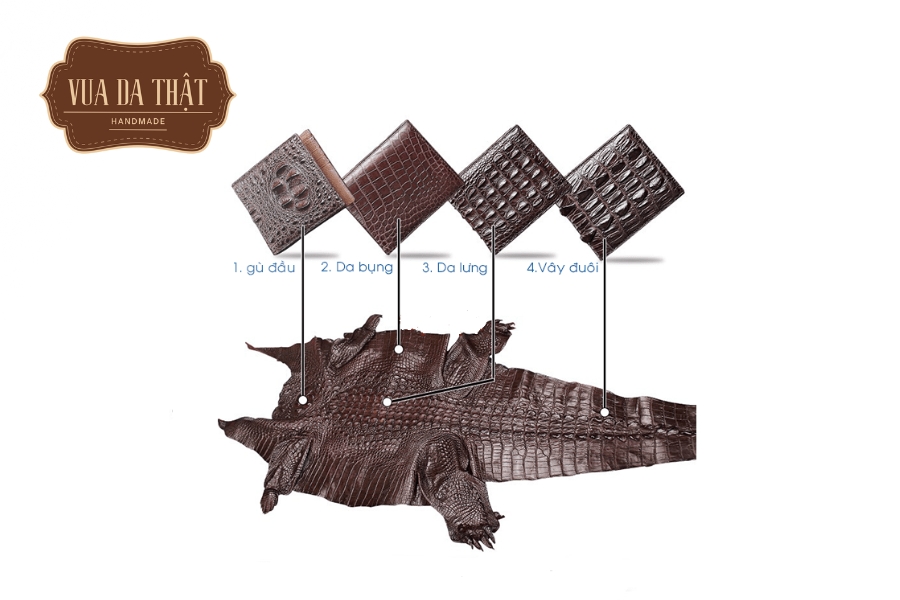 Phân Biệt Các Loại Da Cá Sấu Và Ứng Dụng Thời Trang Sơ đồ phân vùng da cá sấu với màu sắc khác nhau